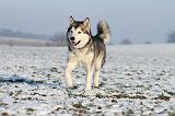 ALASKAN MALAMUTE 098